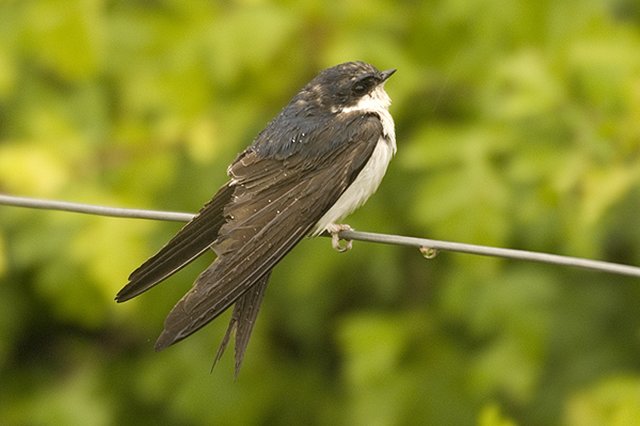 house martin