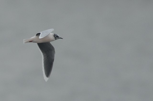 adult Little Gull