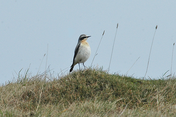 wheatear brean down