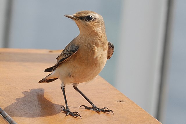 Wheatear