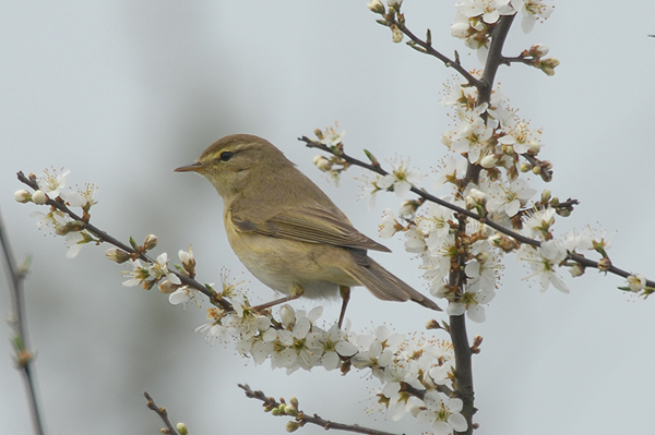 willow warbler