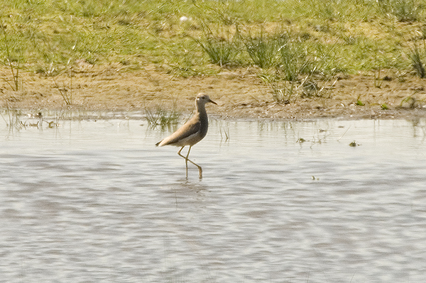 White-tailed Plover Caerlaverock WWT