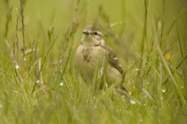 Yellow Wagtail