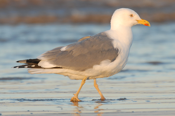 adult Yellow-legged Gull