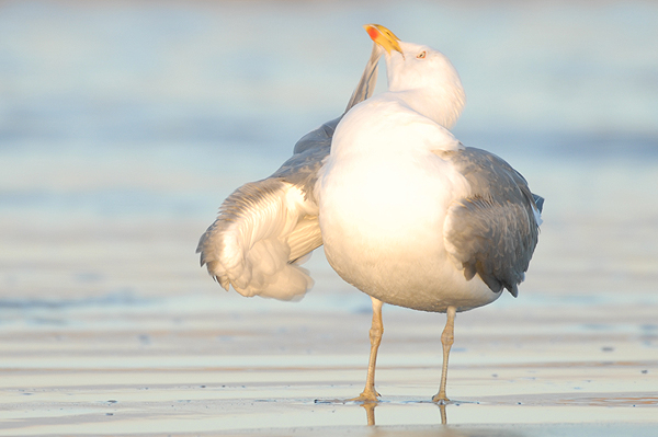 adult Yellow-legged Gull