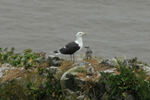 Great black-back Gull and chicks