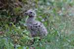 Lesser black-back Gull chick